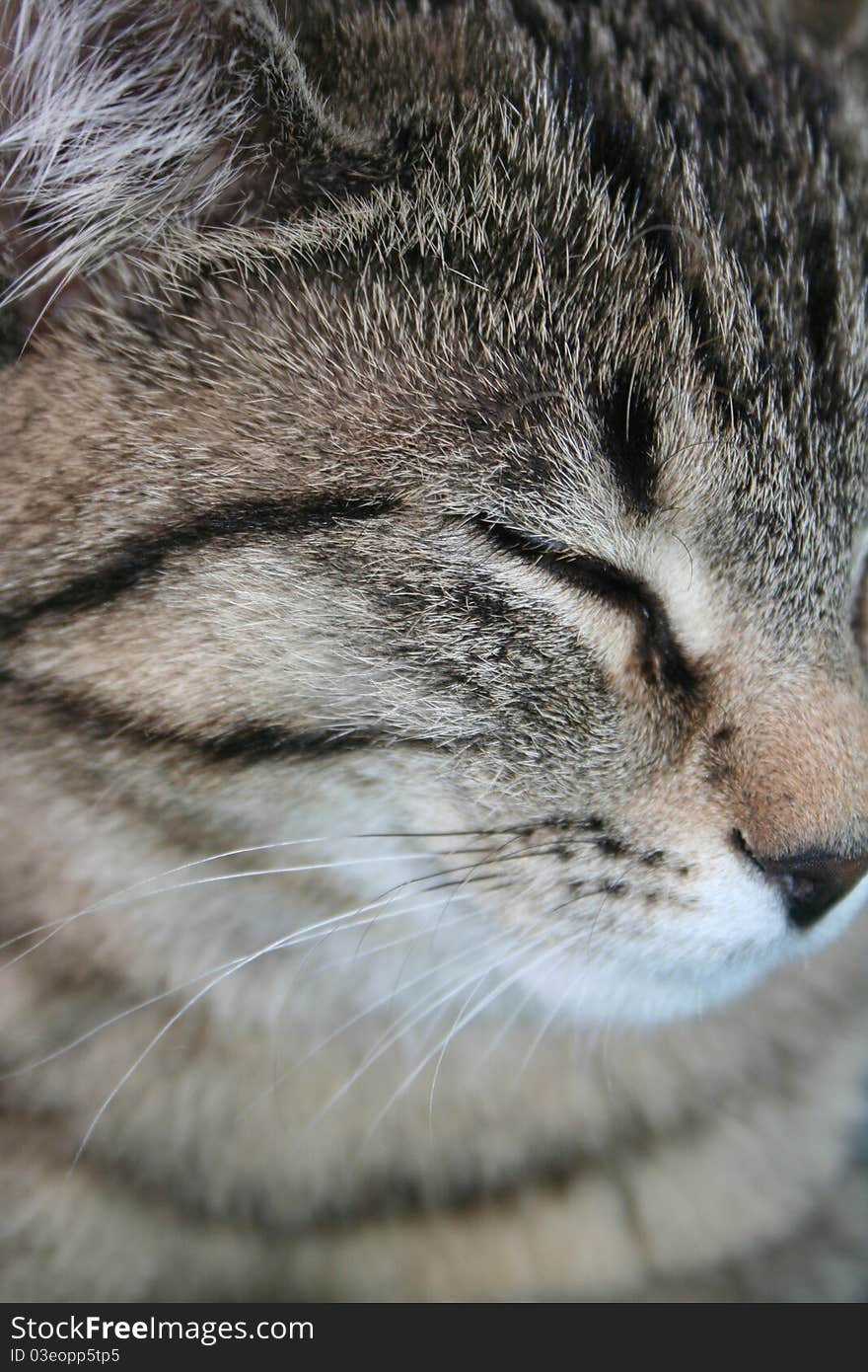 Cat close-up