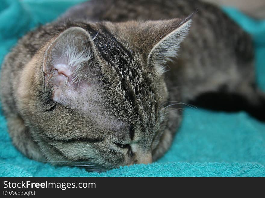 Cat with stripes sleeping on turquise towel. Cat with stripes sleeping on turquise towel