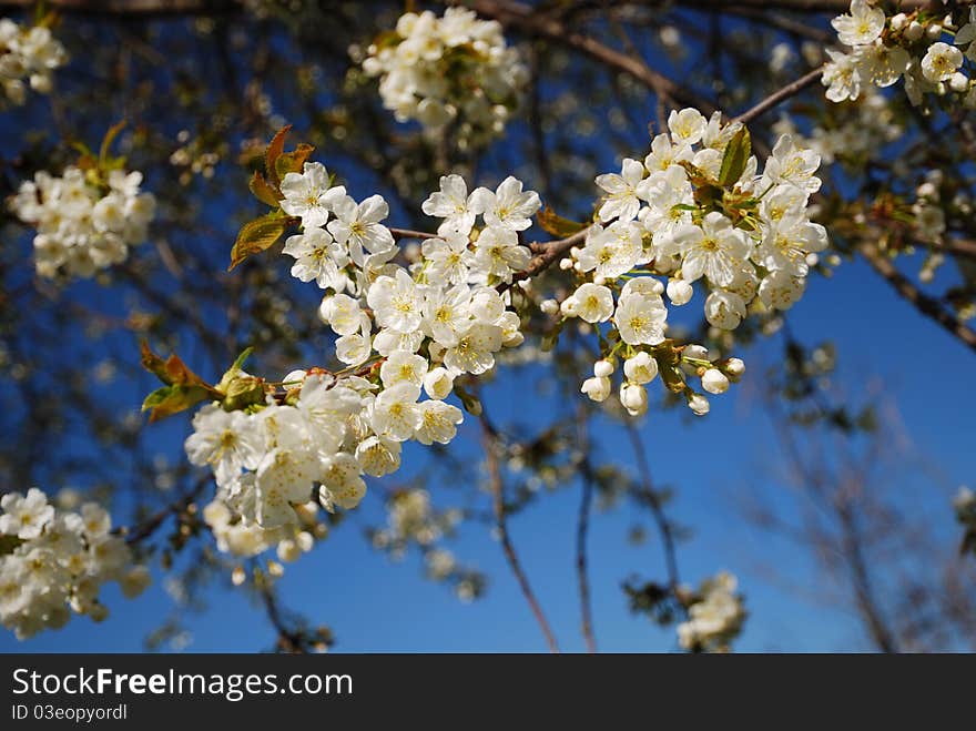 Cherry branch flowering against blue sky.