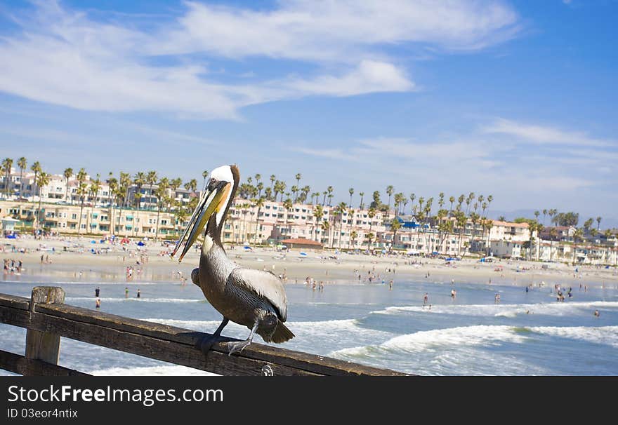 A pelican rests on the pier overlooking Oceanside, California on a sunny day. Near San Diego. A pelican rests on the pier overlooking Oceanside, California on a sunny day. Near San Diego