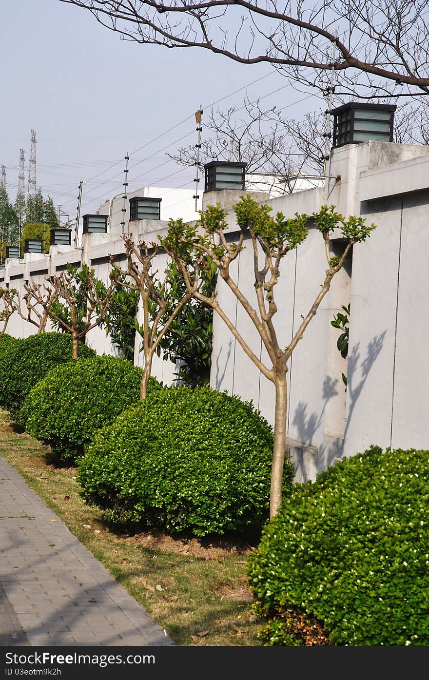 plants and conservative wall