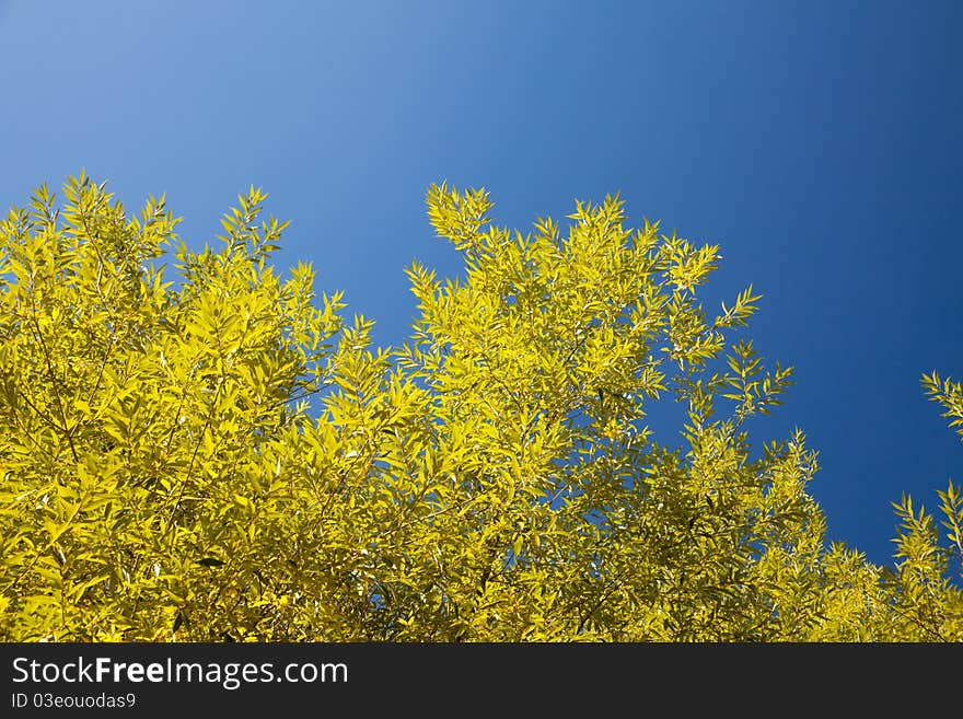 Autumn landscape: the bright yellow foliage of willow against the blue sky