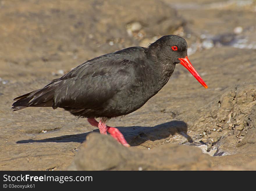 Oystercatcher