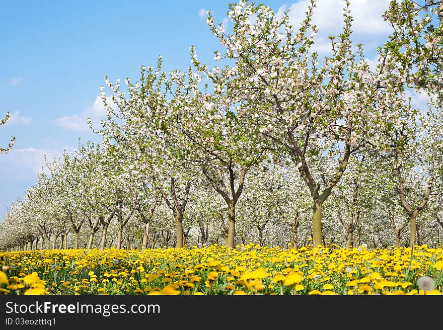 Blossoming apple orchard  in spring