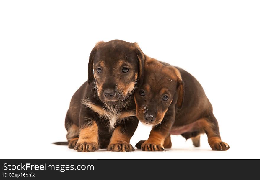 Dachshund puppies with Messy mouthes embracing - together forever, isolated on white. Dachshund puppies with Messy mouthes embracing - together forever, isolated on white