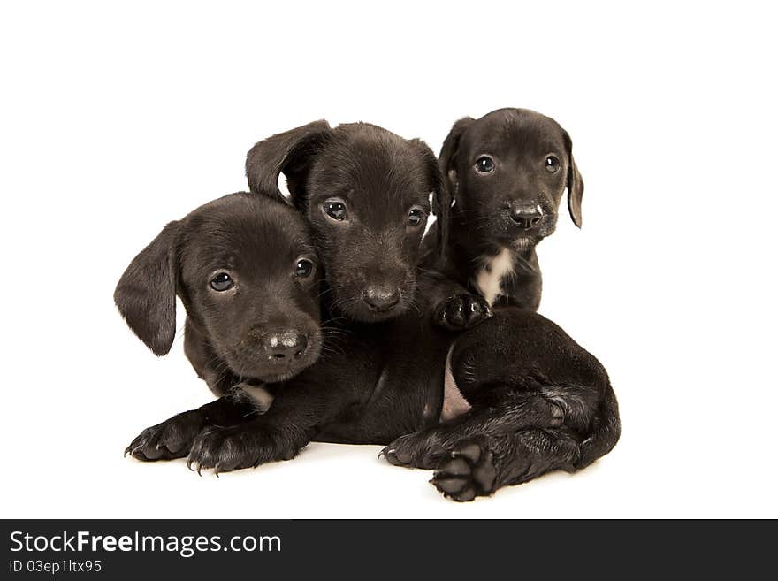 Dachshund puppies embracing