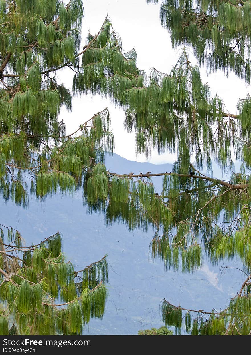 Two trees with mountains in the back