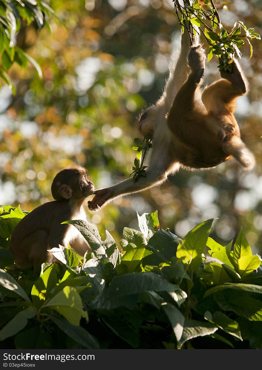 A mother macaque shows affection for her cute young. A mother macaque shows affection for her cute young