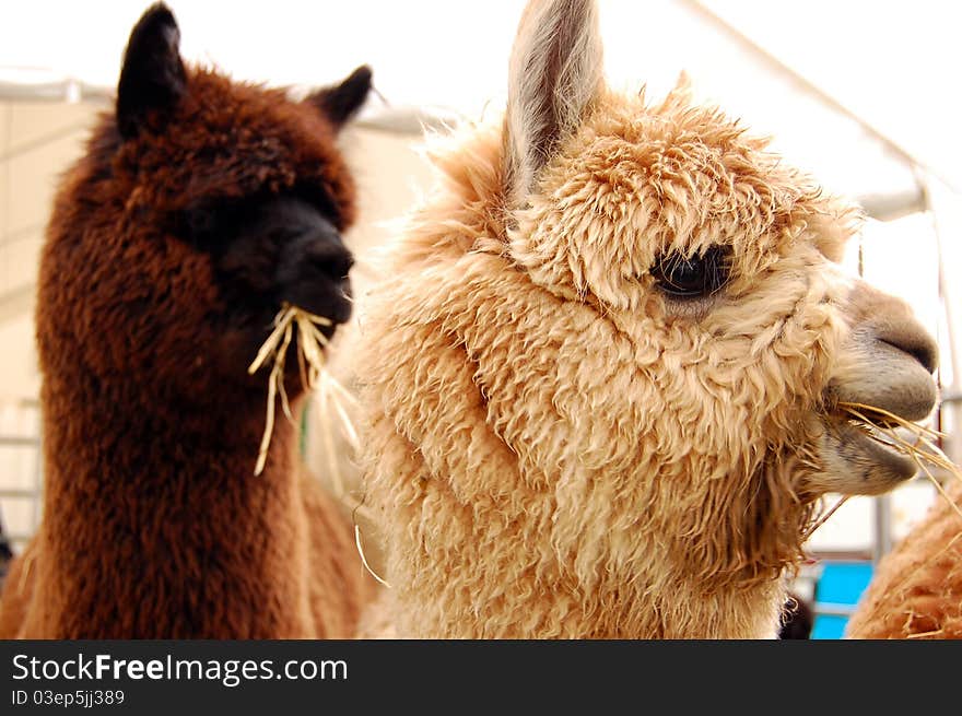 Llamas