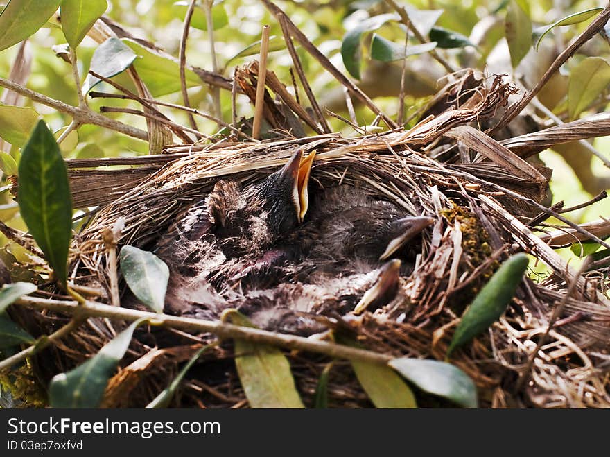 Picture taken through the foliage of some born blackbirds into their nest. Picture taken through the foliage of some born blackbirds into their nest