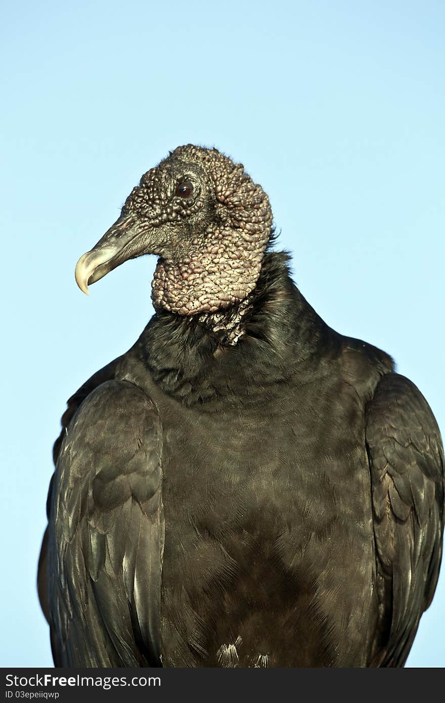 Black Vulture (Coragyps atratus)