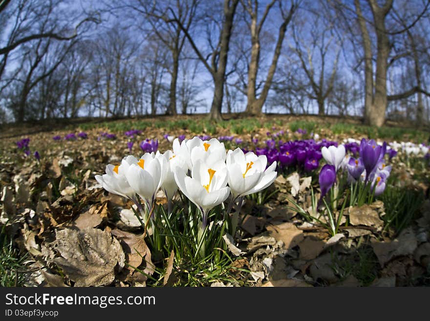 Crocus flowers