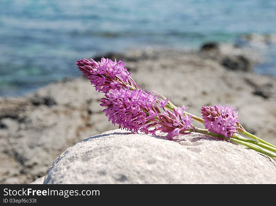 Blue beach and pink flowers