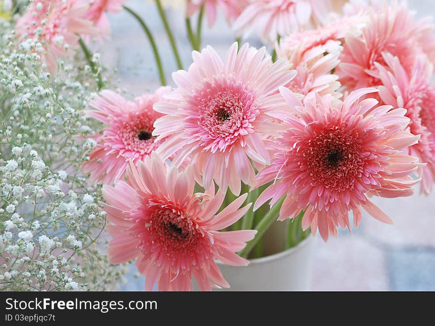 Beautiful pink daisy for valentine day