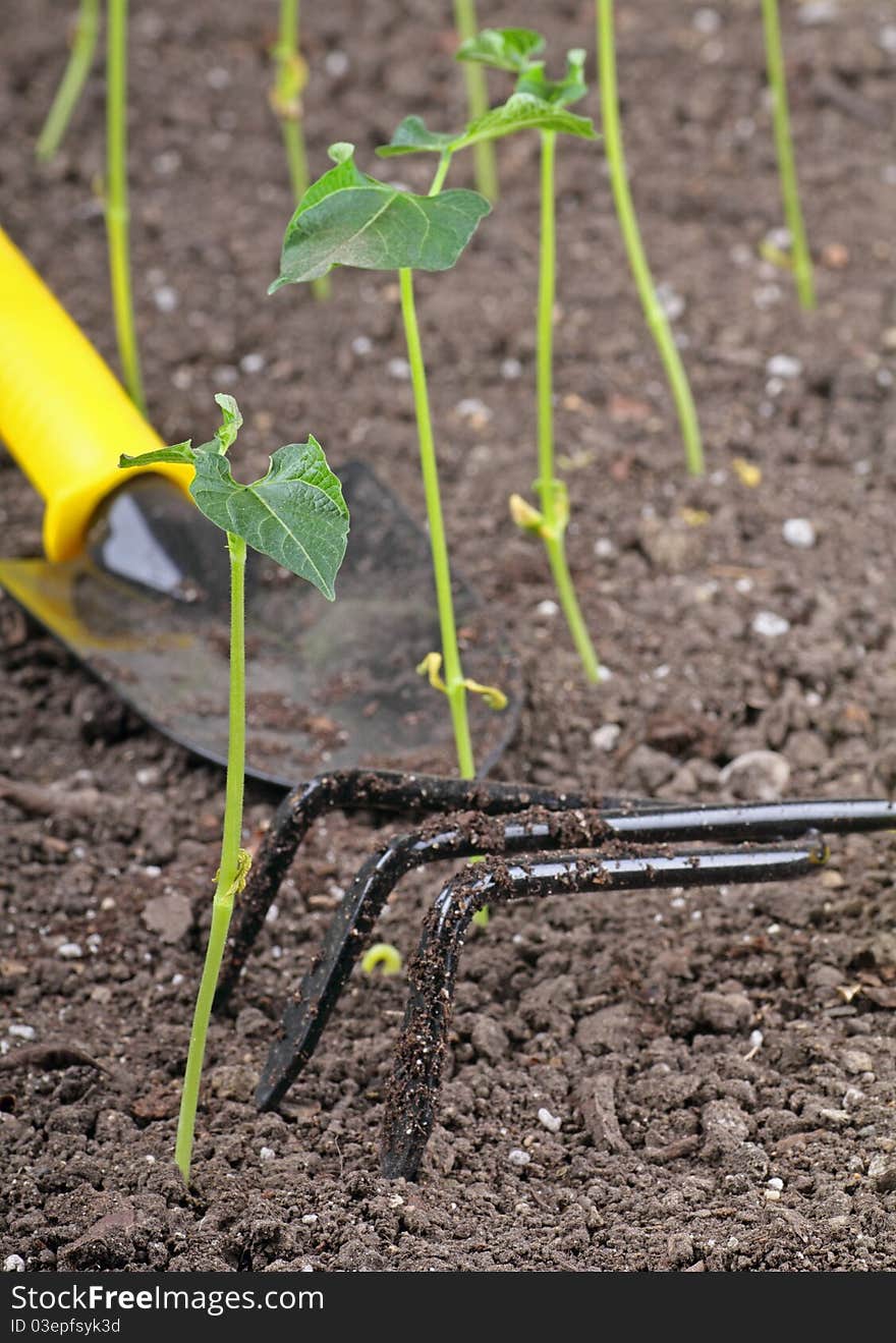 Green Bean Gardening