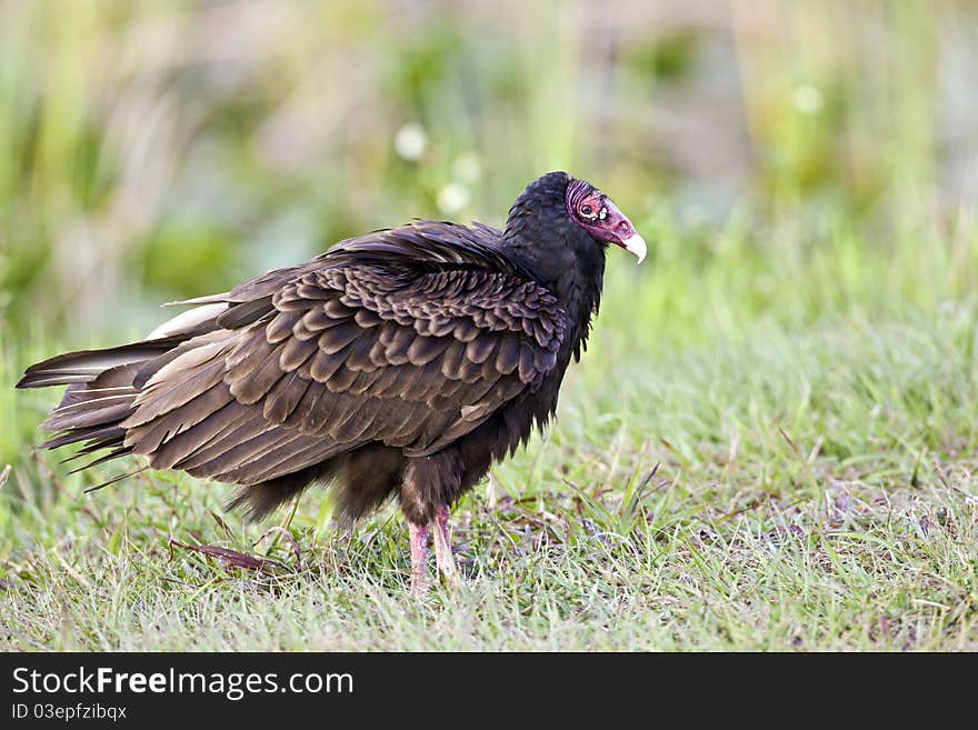 Turkey vulture (Cathartes aura)