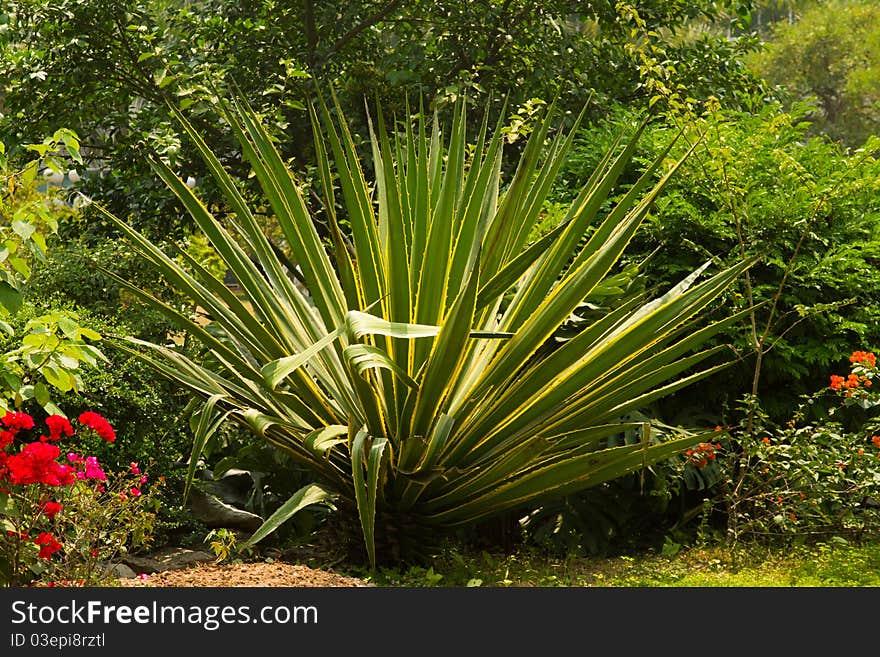 Large green cactus in China. Large green cactus in China