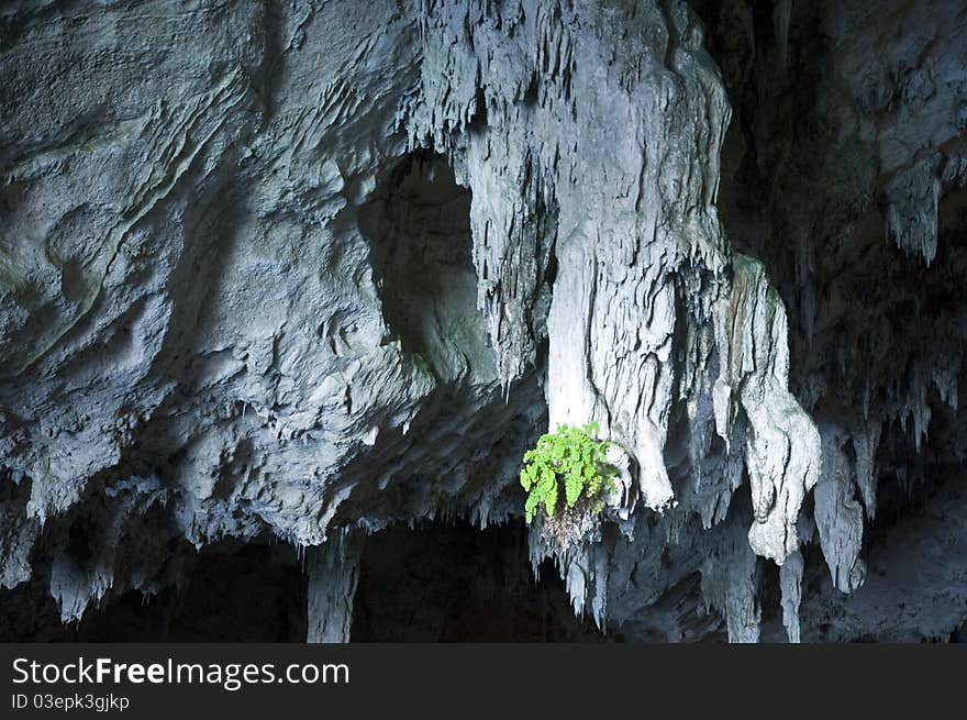 Stalactites And Green Bouquet