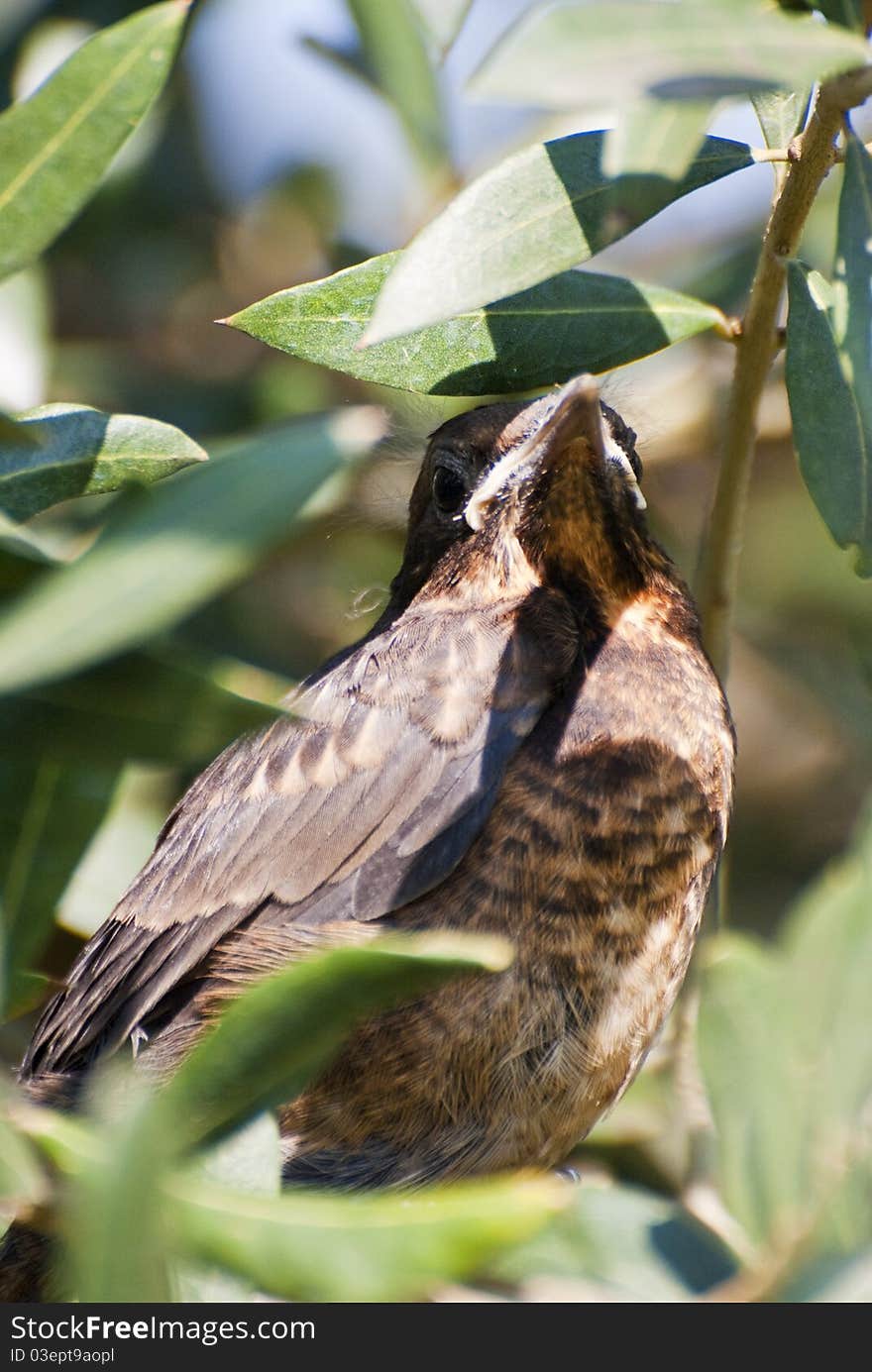 Young blackbird