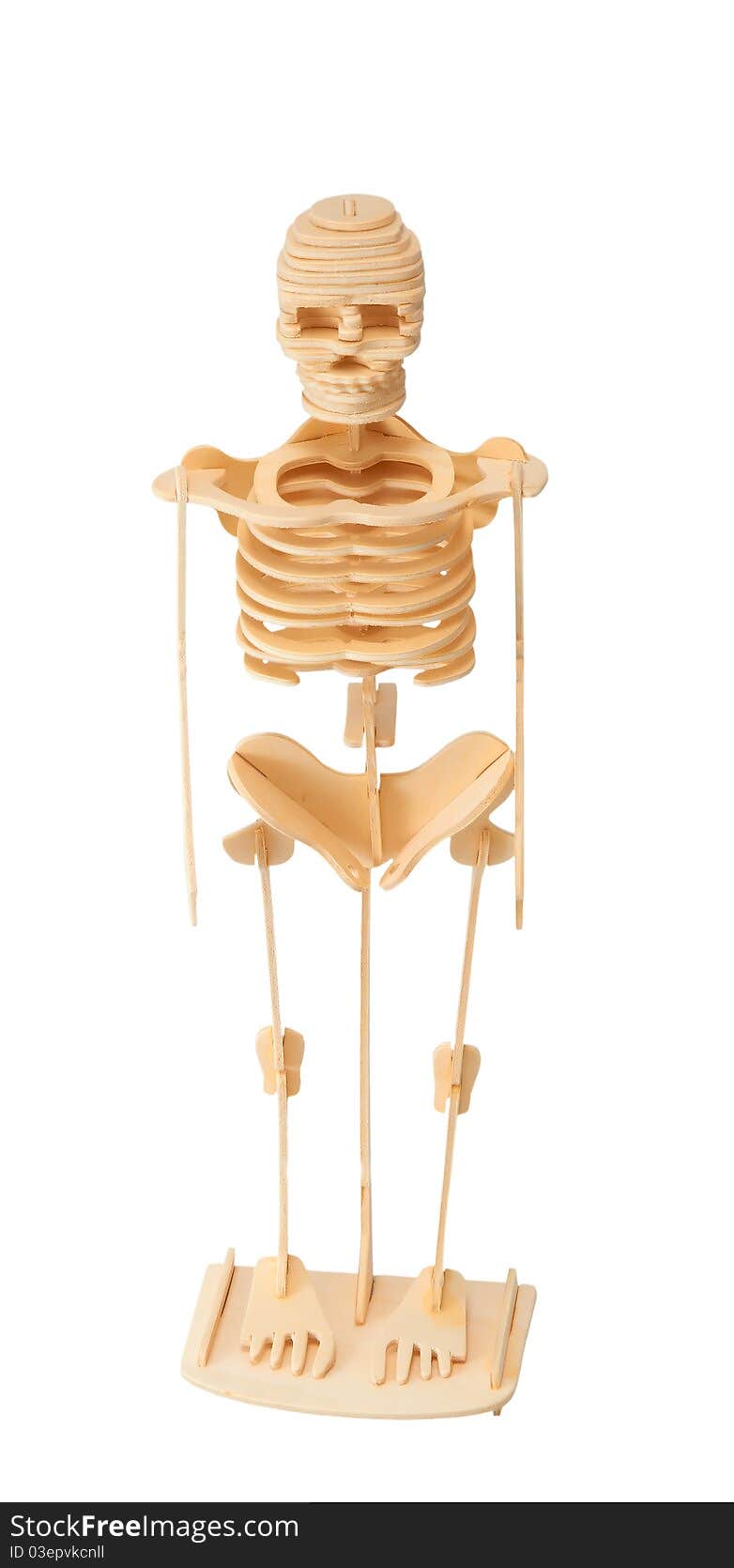 Wooden model of the skeleton