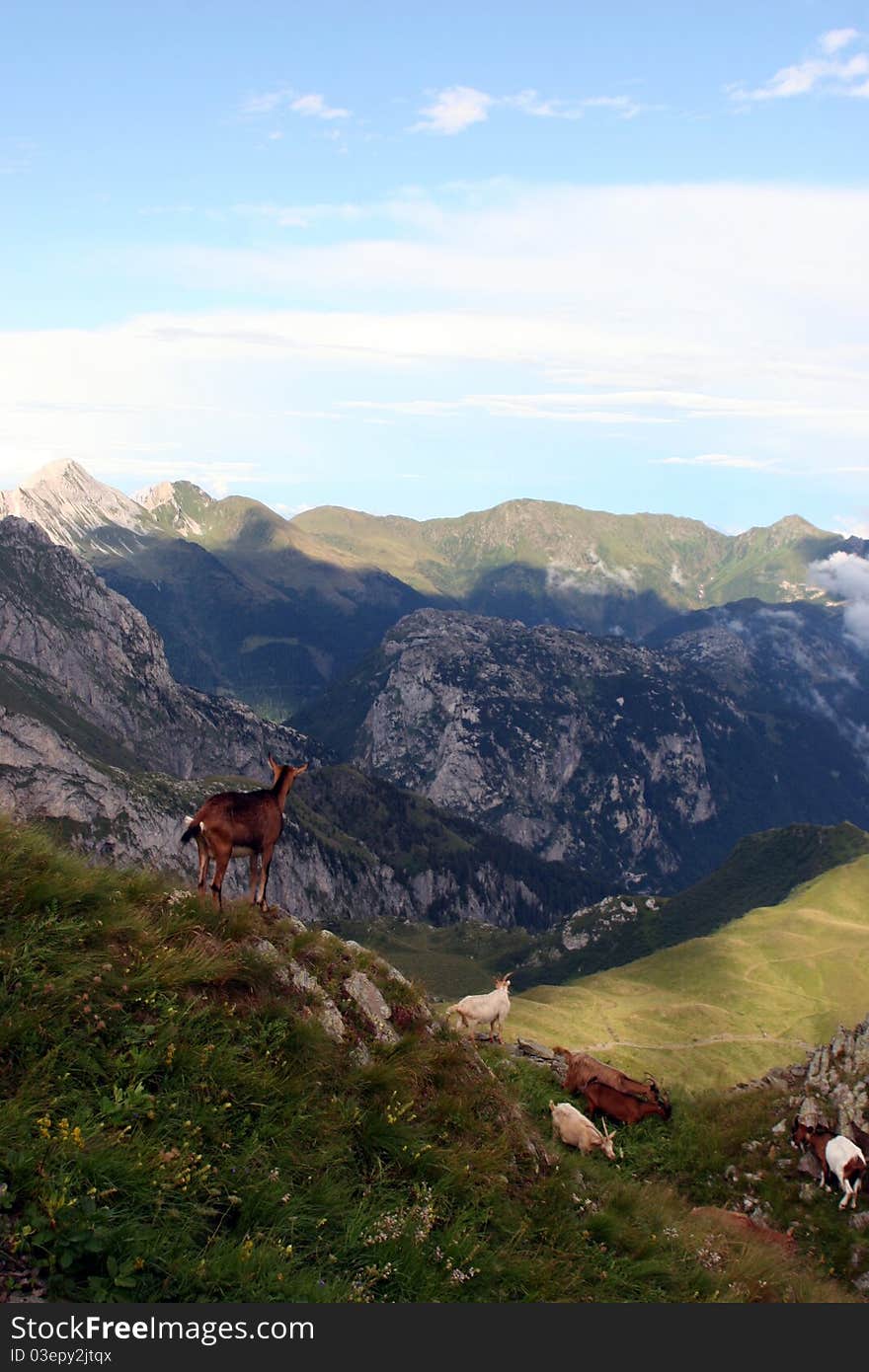 Alpine Goates - North Italy