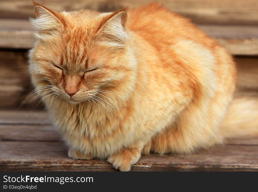 Orange tabby cat sleeping on the stairs