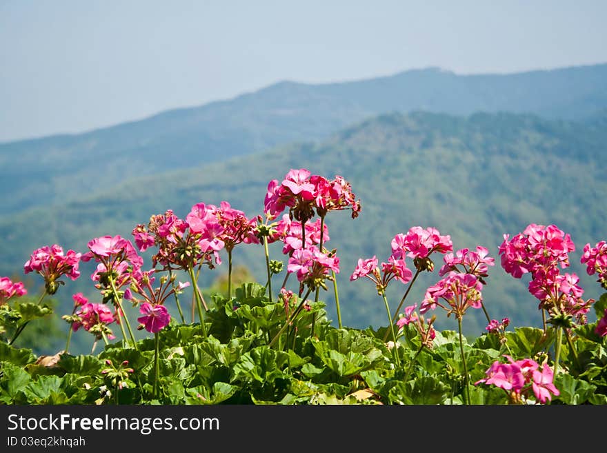 Flower Garden In Thailand