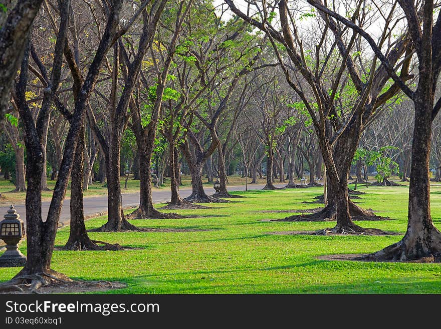 Beautiful autumn wayside trees with green grass