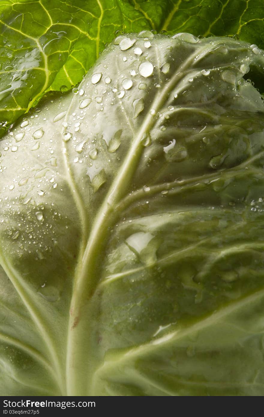 Beautiful cabbage leaf close up with drops of water on it