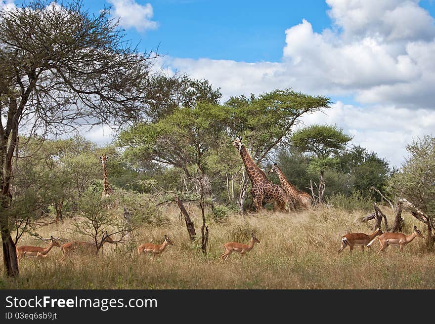 Giraffes and Impala share the South African Bush