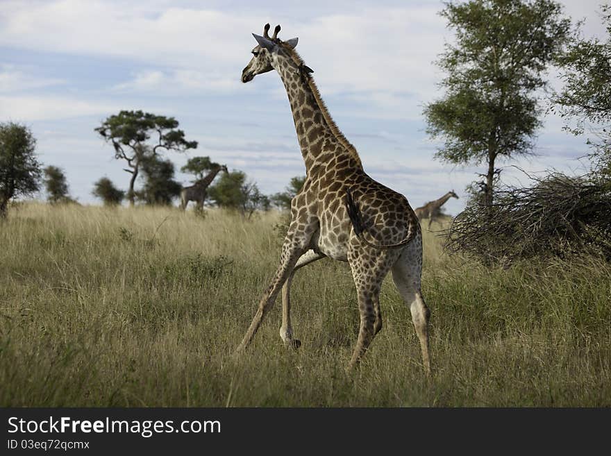 Giraffes running in African grasslands. Giraffes running in African grasslands