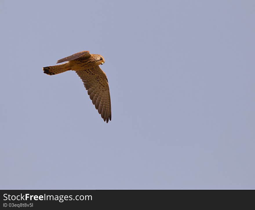 Female Lesser Kestrel patrolling