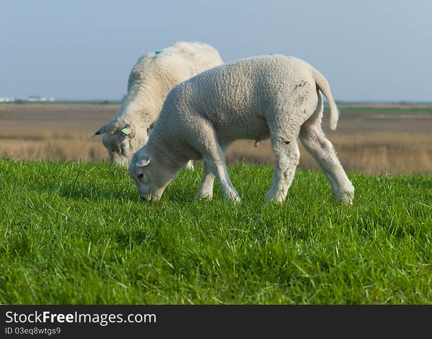 Two lambs grazing in a fresh green field