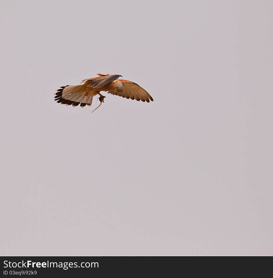 Lesser Kestrel with preyed lizard