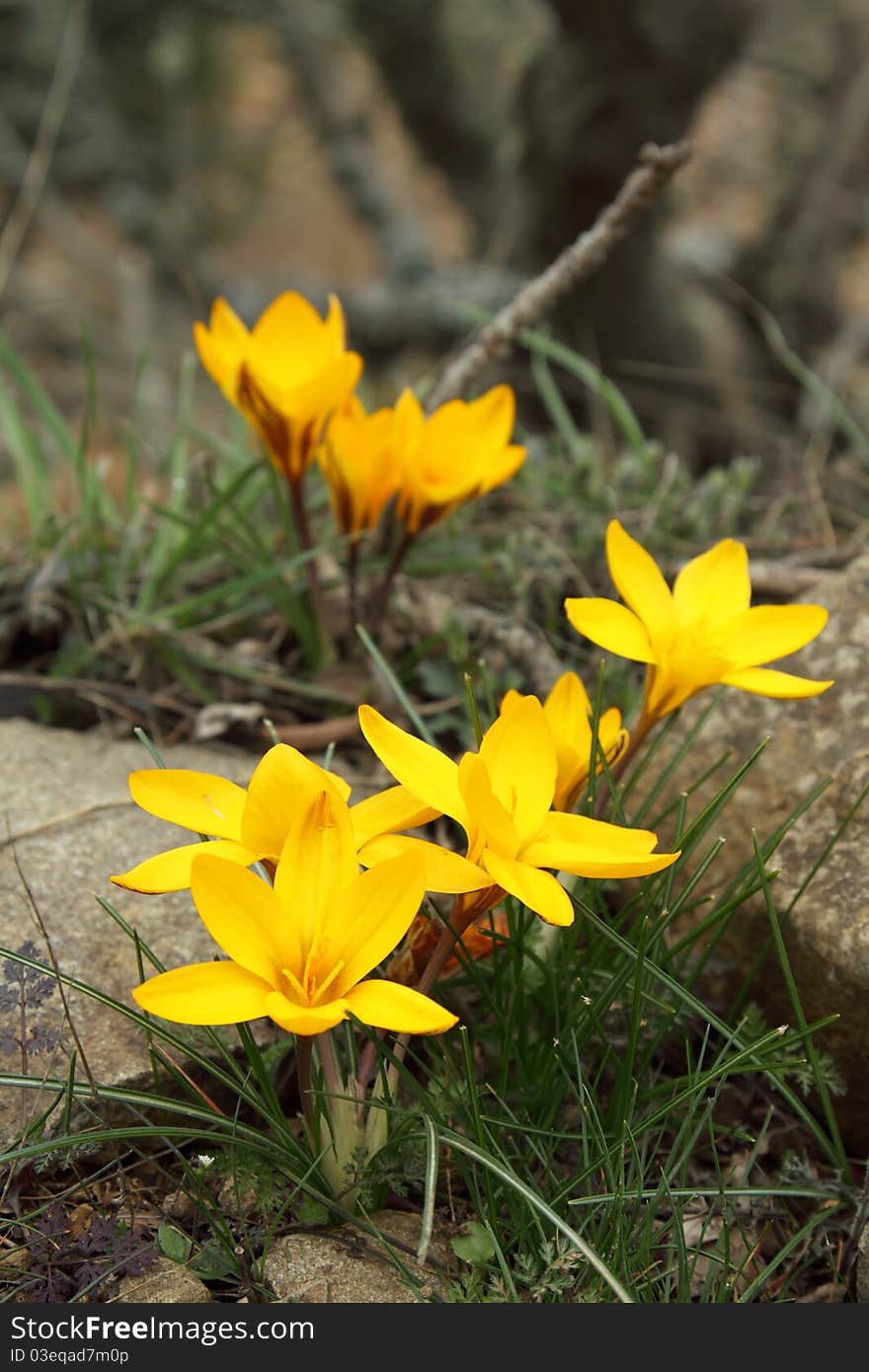 Yellow crocuses