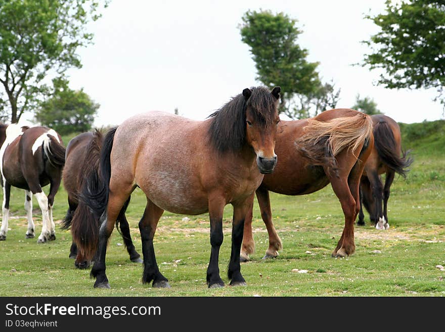 Landscape of Dartmoor National Park