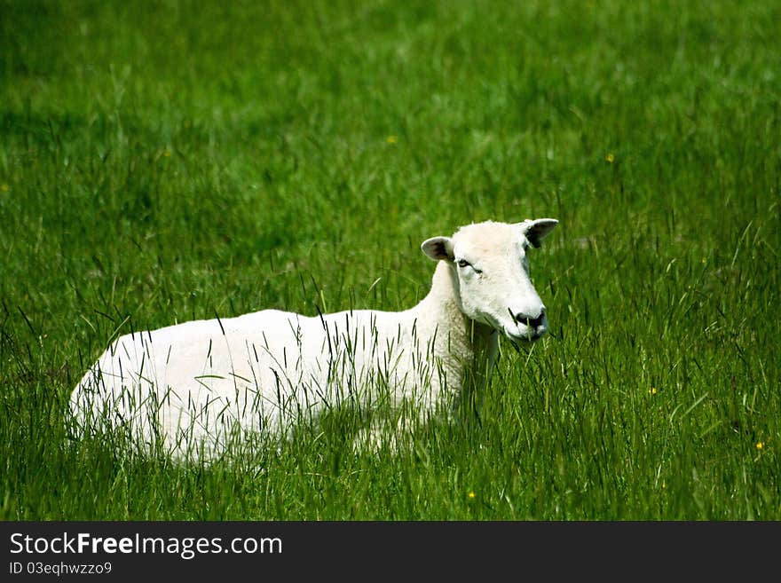 A sheep farm encountered in Dartmoor National Park of Devon, UK