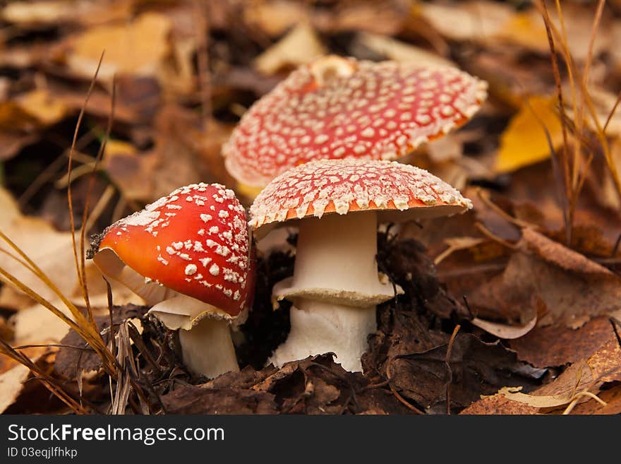 Three red mushrooms (toadstool) with yellow fall leaves on background