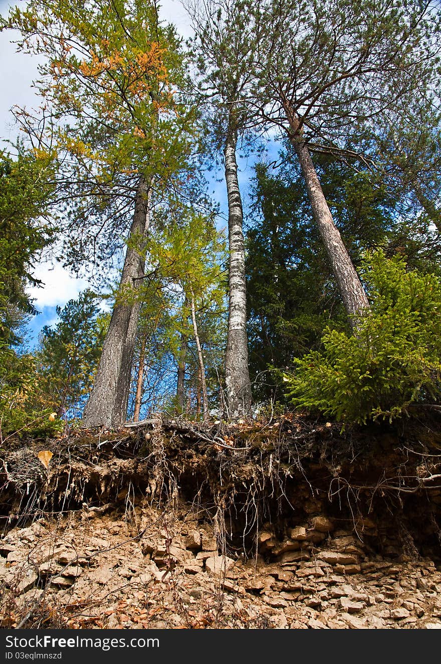 Trees and roots at stone mound with blue sky on background. Trees and roots at stone mound with blue sky on background.