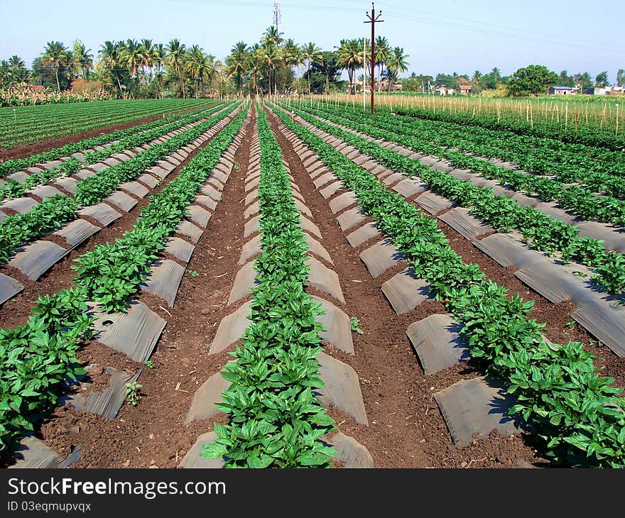 A farm of Capsicum in India. This is a popular vegetable in India. A farm of Capsicum in India. This is a popular vegetable in India.