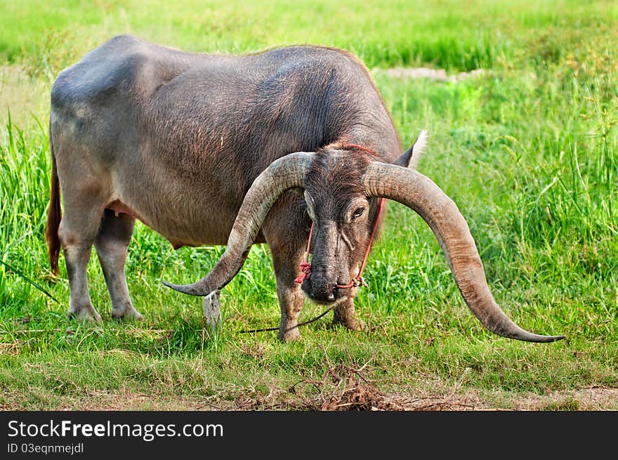 Long horn water buffalo in green field