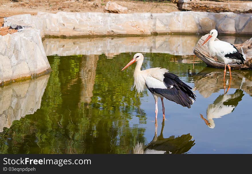 A white stork