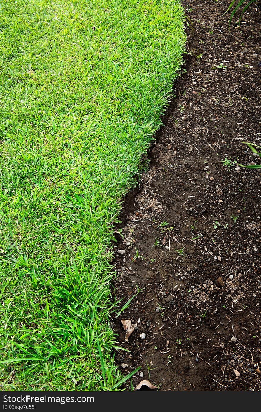 Green grass s curve on soil. Green grass s curve on soil