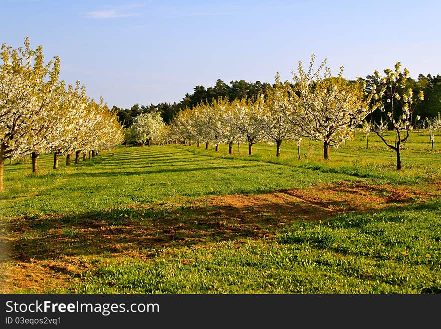 Spring trees in blossom, Bavaria, Germany