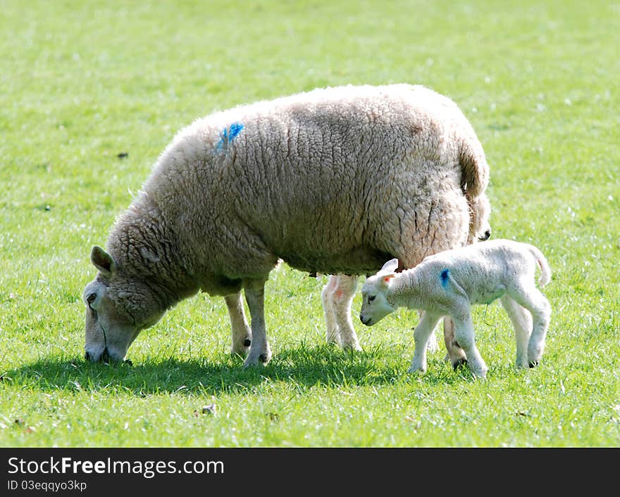 Sheep graseing in the countryside of the lake district