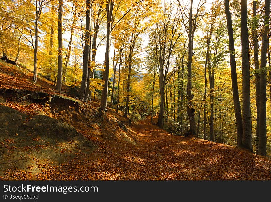 View of an autumn forest with trees and leafs