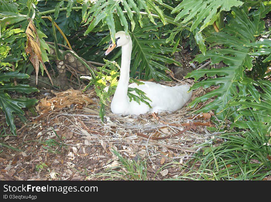 Swan in the Shade