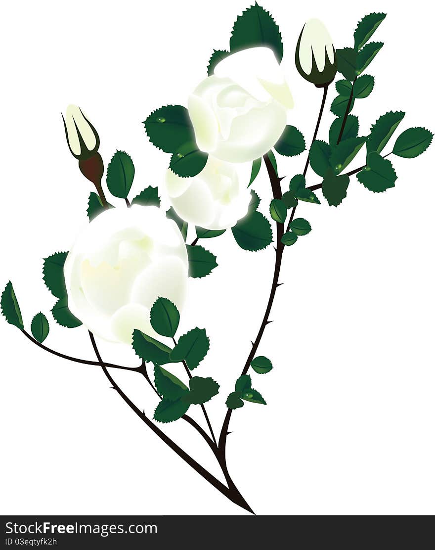 Illustration rosehip branches with white flower