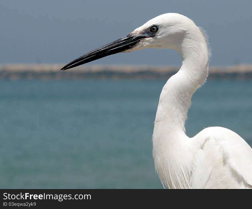 Stork