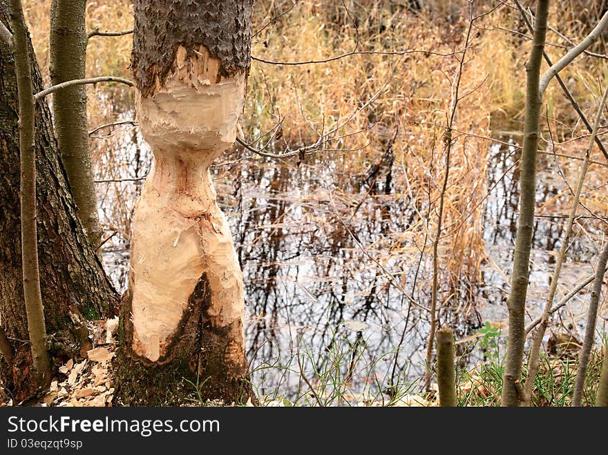 Thinged, bited tree by the beaver.